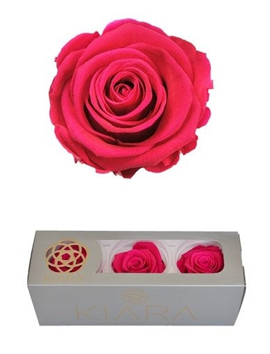 Roses rose vif conservées dans une boîte cadeau