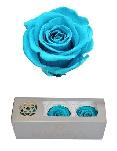 Roses aigue-marines conservées dans une boîte cadeau