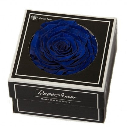 Preserved blue rose in a gift box