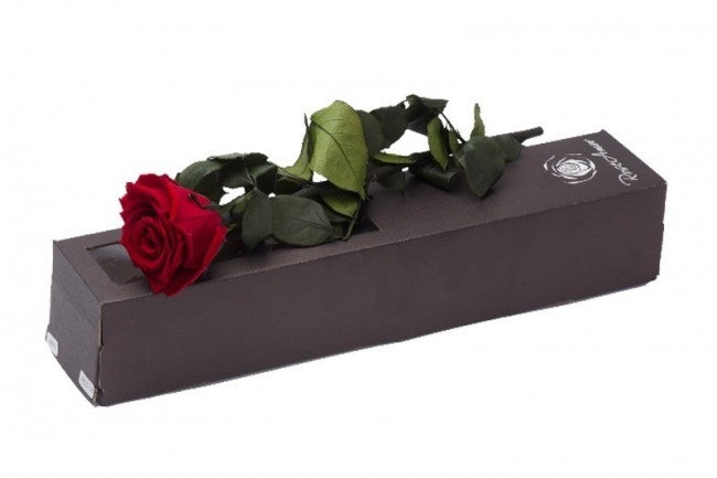 Preserved red rose with steel in a gift box