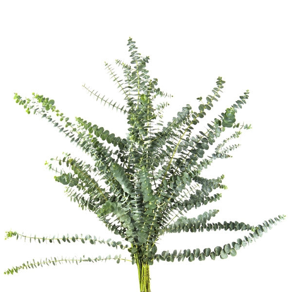 Eucalyptus Baby Blue per forest