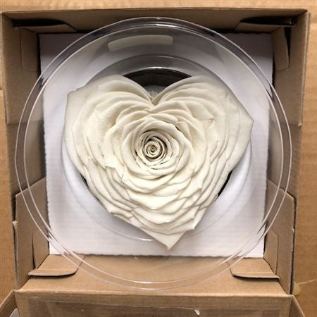 Heart de rose blanc conservé dans une boîte cadeau