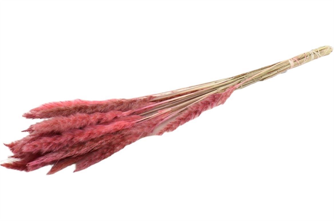 Flauschige Pampas (Miscanthus) Federrosa