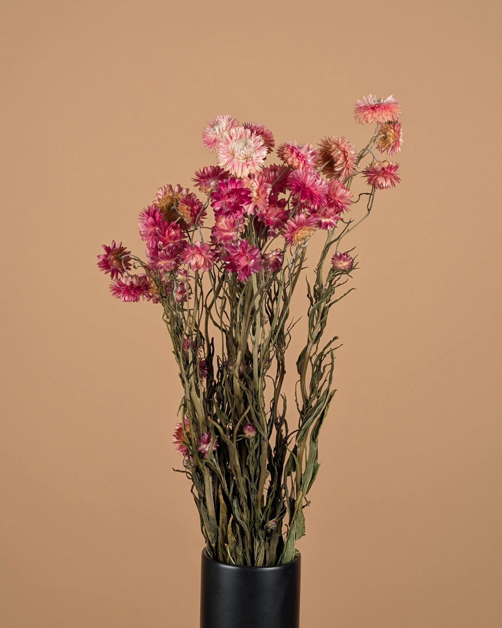 Saumon d'hélichrysum séché