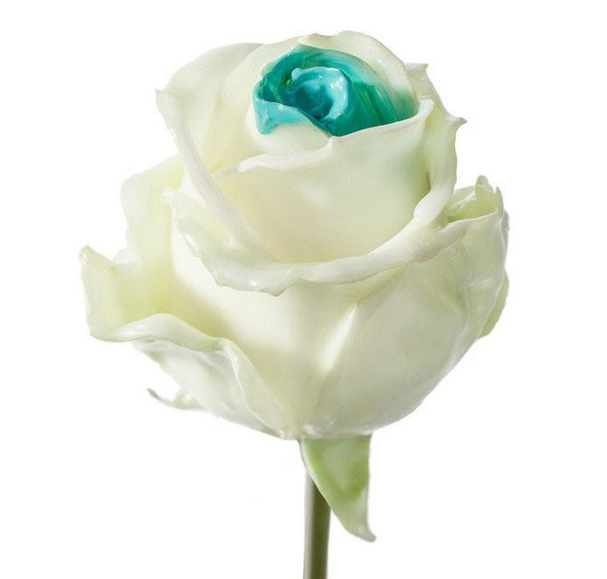 Bouquet de grosses roses de cire à flux blanc avec un noyau bleu