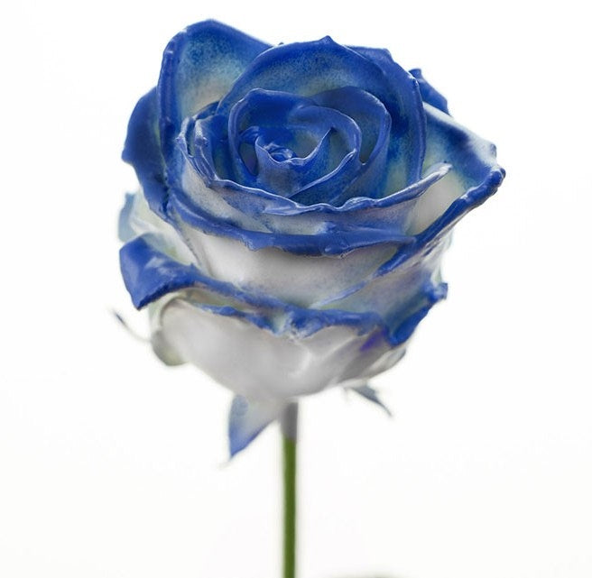 Bouquet de grosses roses de cire à flux blanc avec un fard à joues bleu