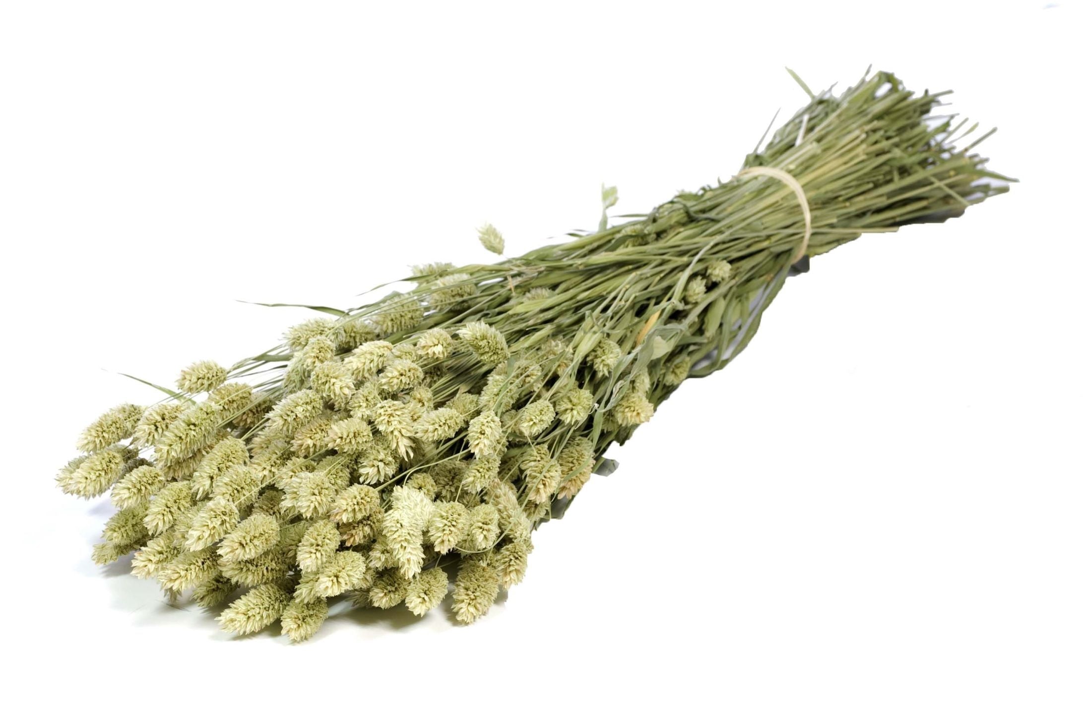 Dried Phalaris natural (Kanariegras)