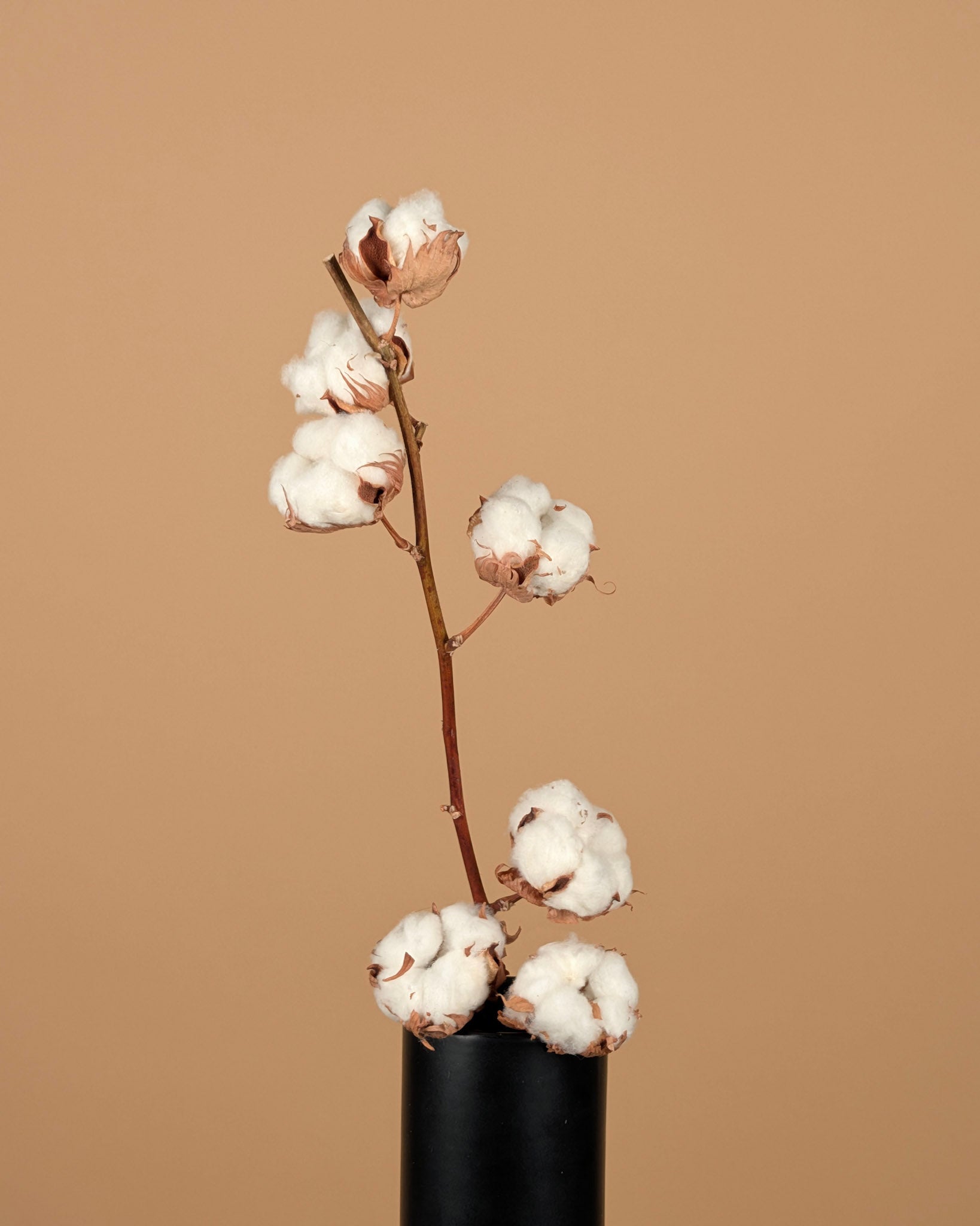 Branches de coton (gossypium) avec 7 balles par branche