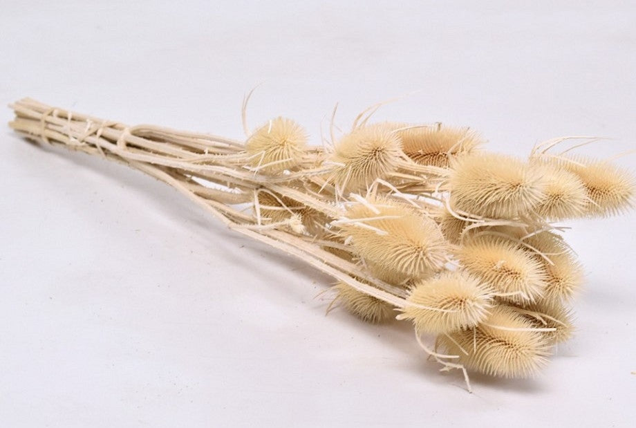 Cardoen Distel séché et blanchi