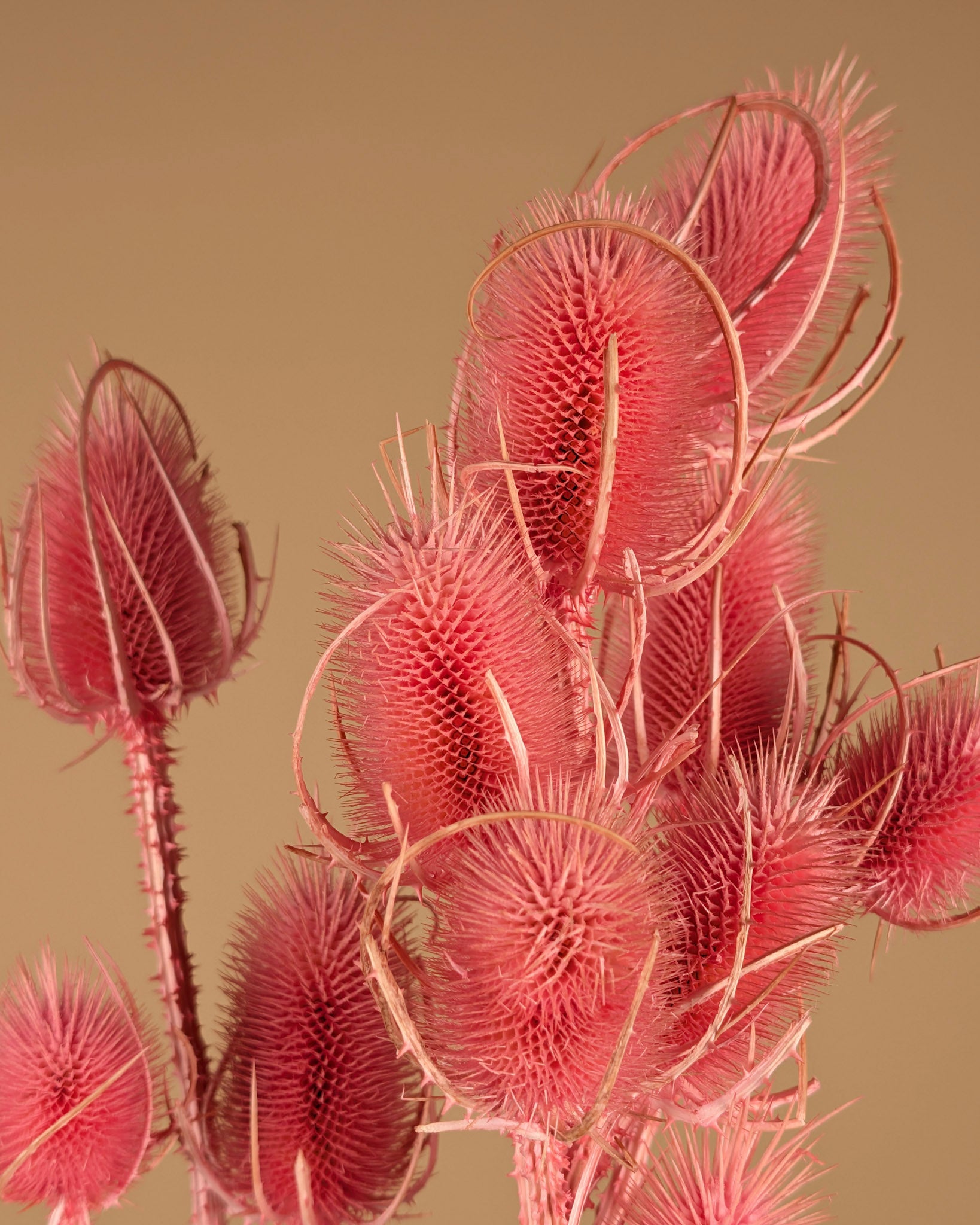 Dried Cardoon Distel Oranje Painted