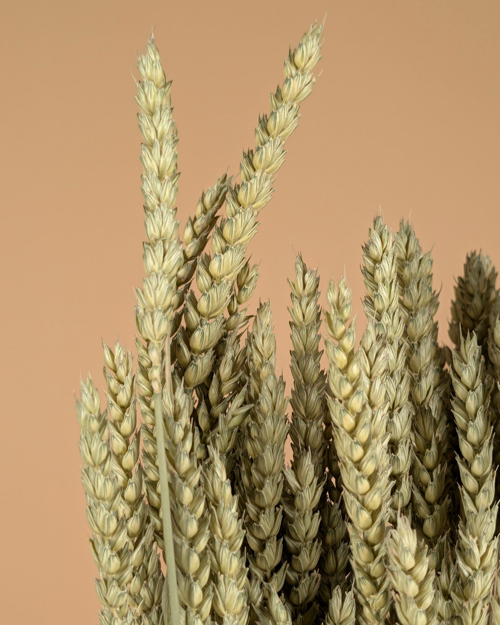 Blé séché (triticum) naturel