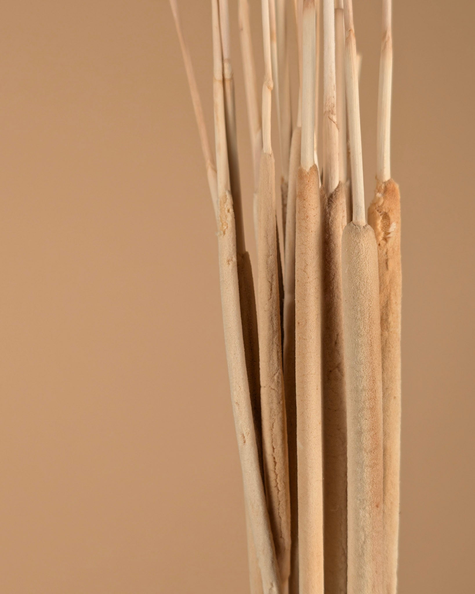 Typha Rietsiger étroit et blanchi (Lisdodde)