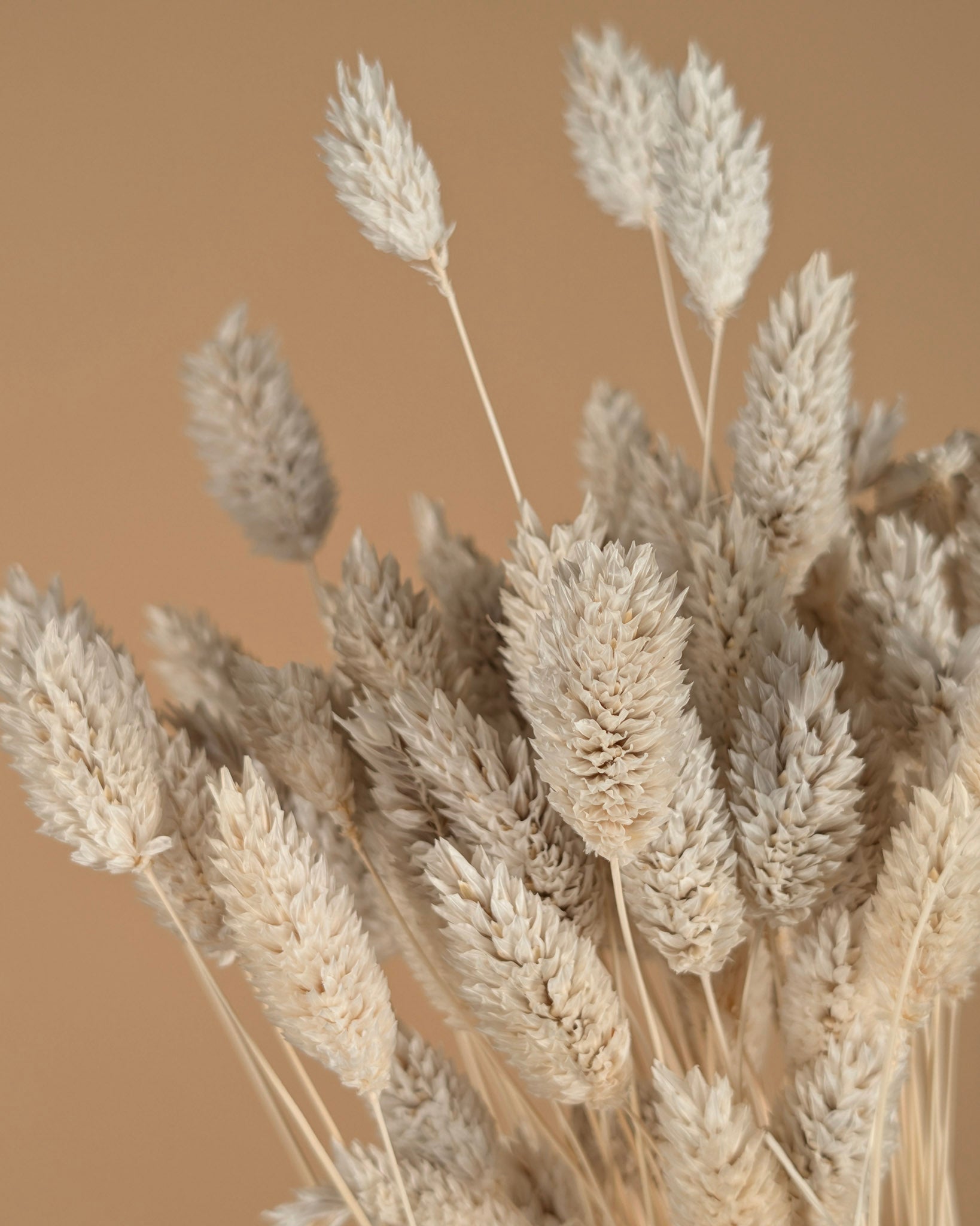 Phalararis séché blanchis