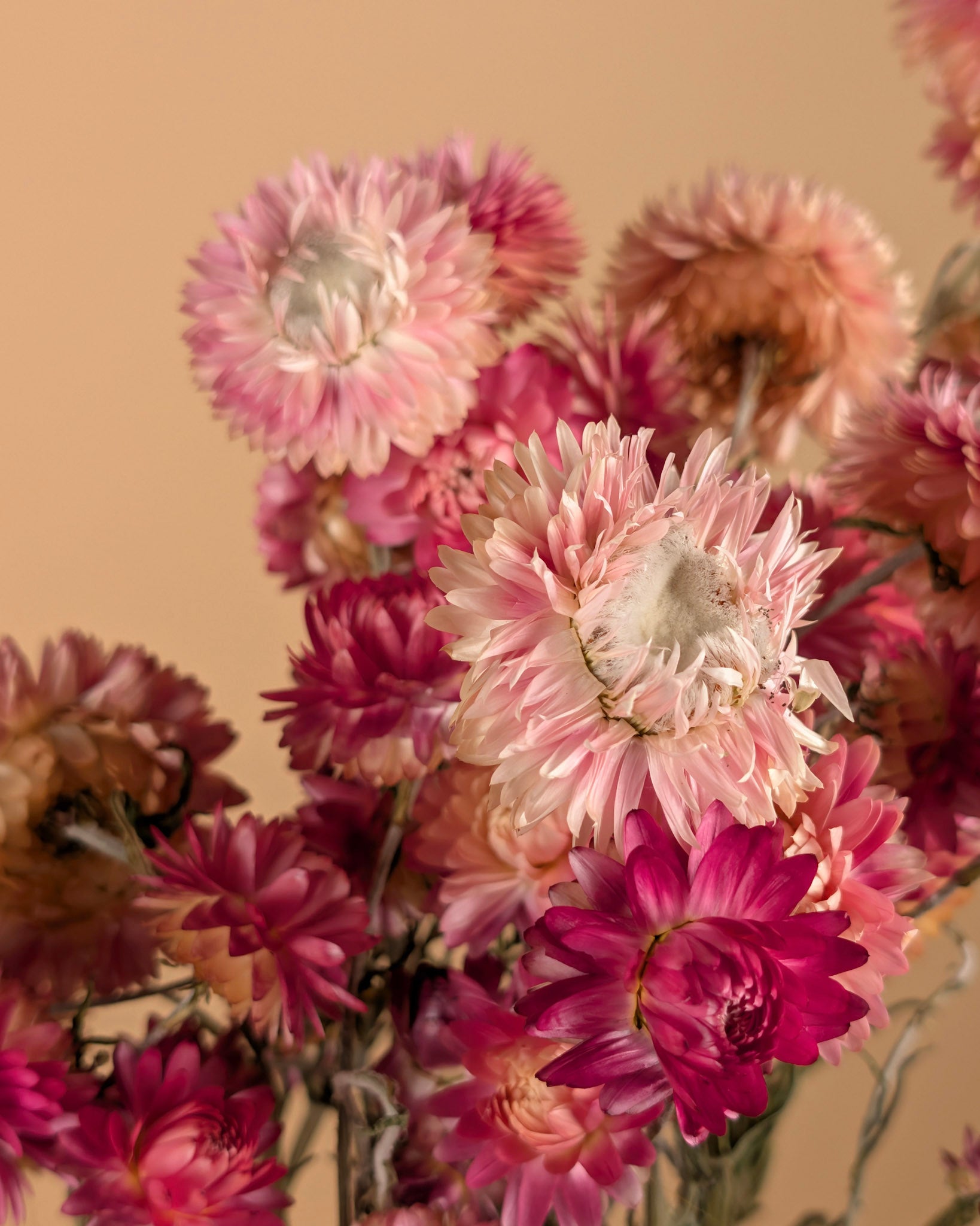 Saumon d'hélichrysum séché