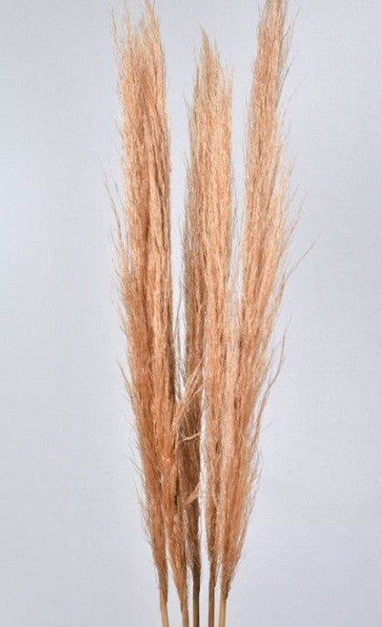 Pampasgras Pfirsich getrocknet