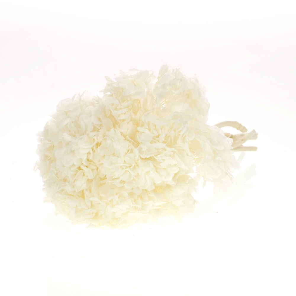 Hortensia wit (Hydrangea) gepreserveerd