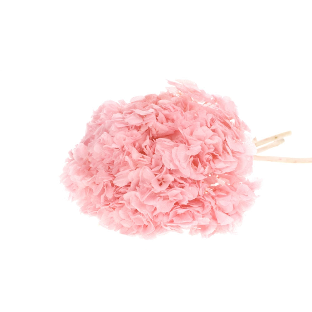 Hortensia roze (Hydrangea) gepreserveerd