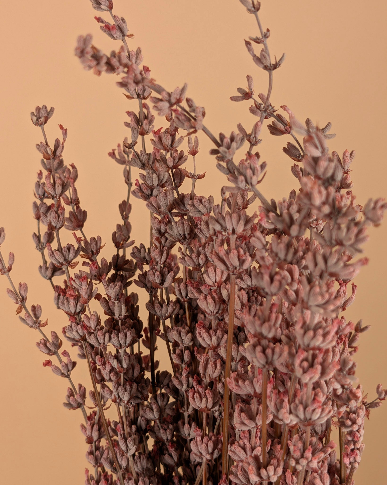 Botao Botton Dark blue dried