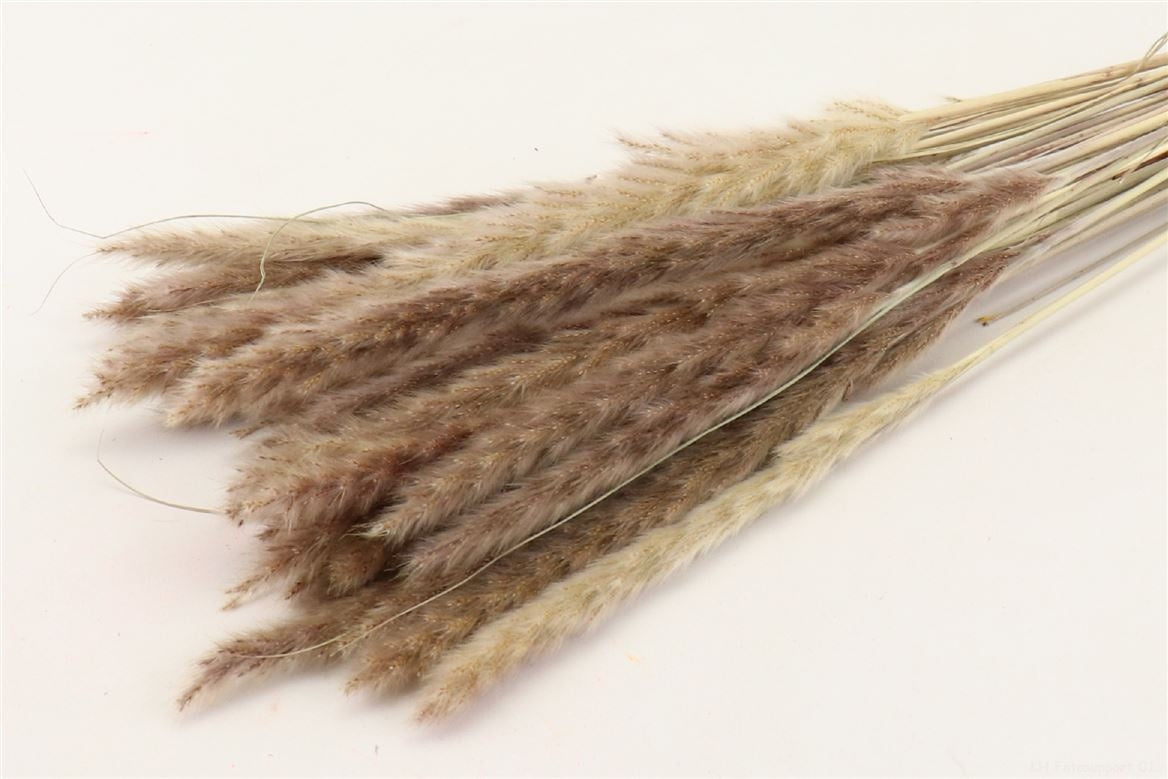 Fluffy Pampas (Miscanthus) Pluimen