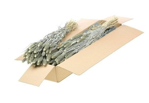 Dried Setaria White Wash