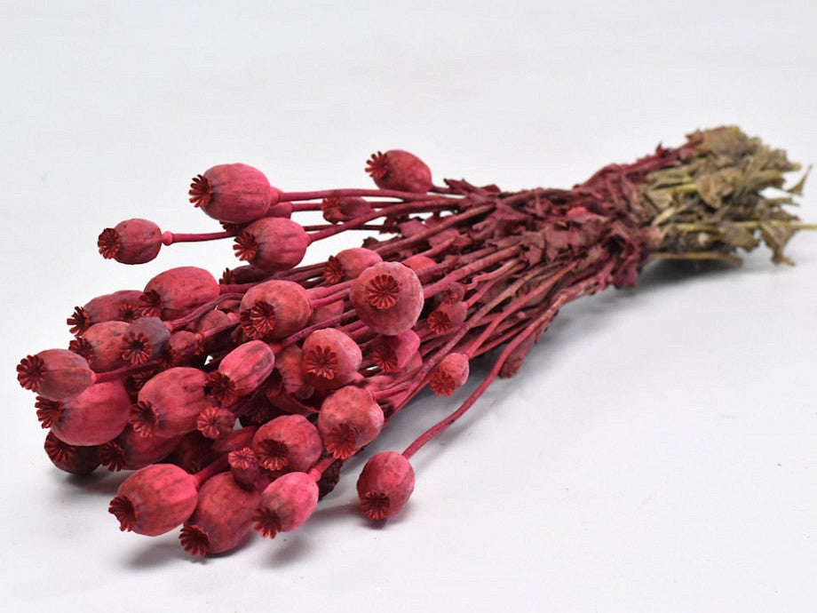 Papaver Dried Red