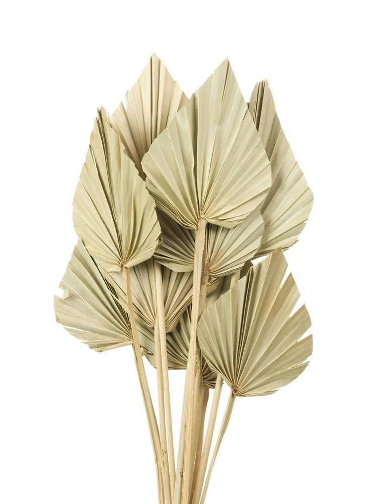 Palm Spear Natural