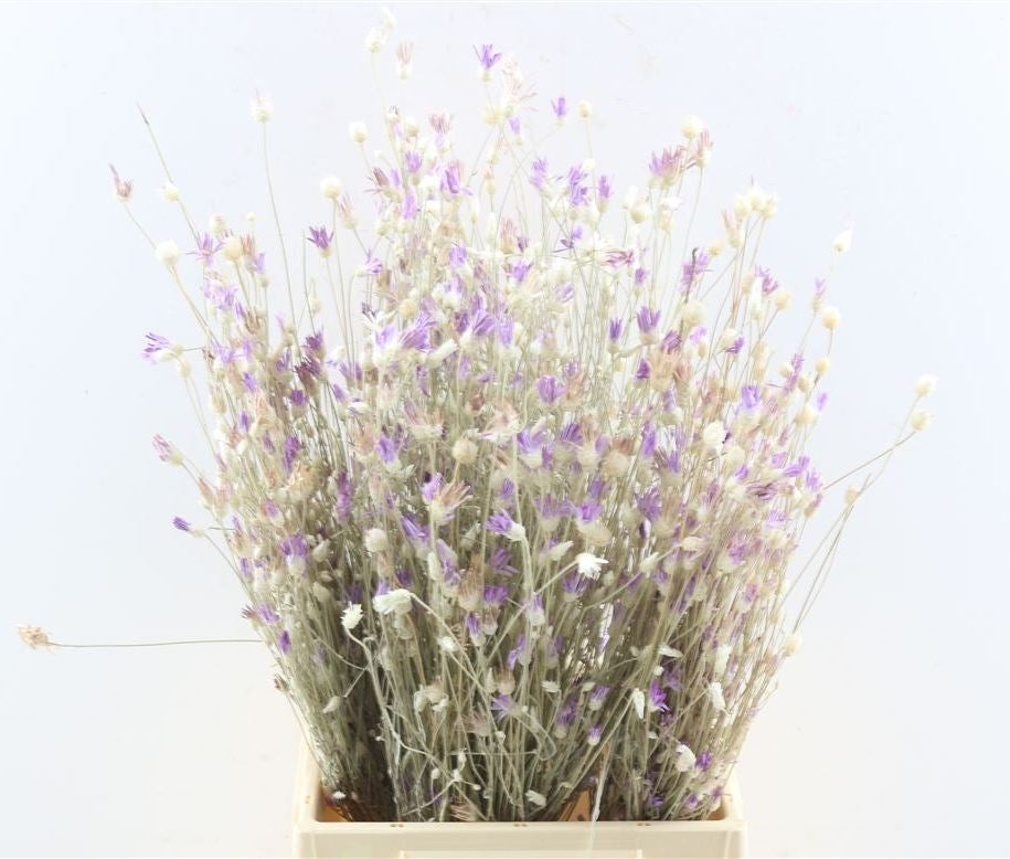 Depressa séchée (papyrus)