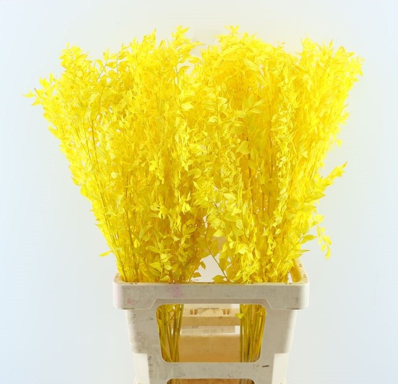 Ruscus gelb gestrichen