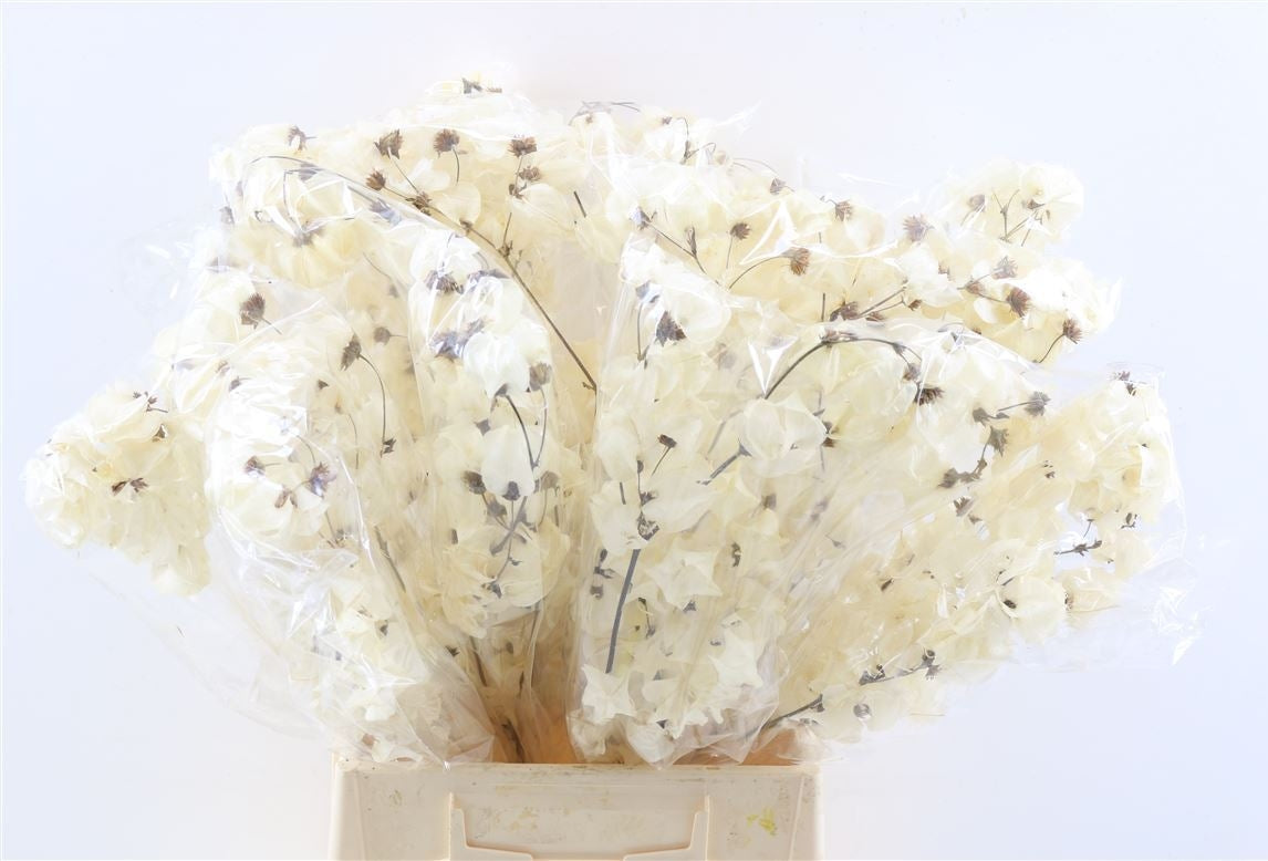 Bougainvillea bleichte