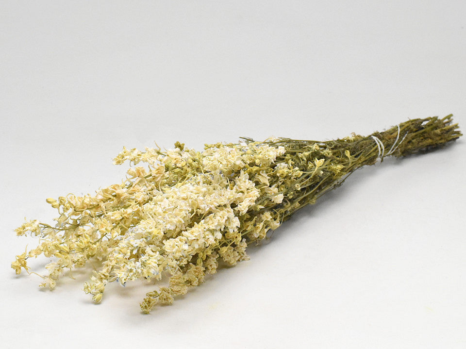 Delphinium Weiß 65 cm