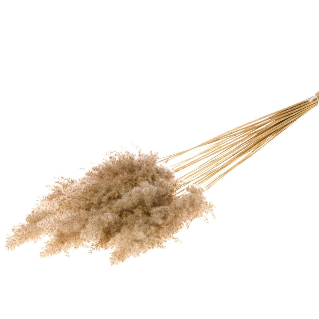 Cortaderia selloana Pampas Pluimpjes