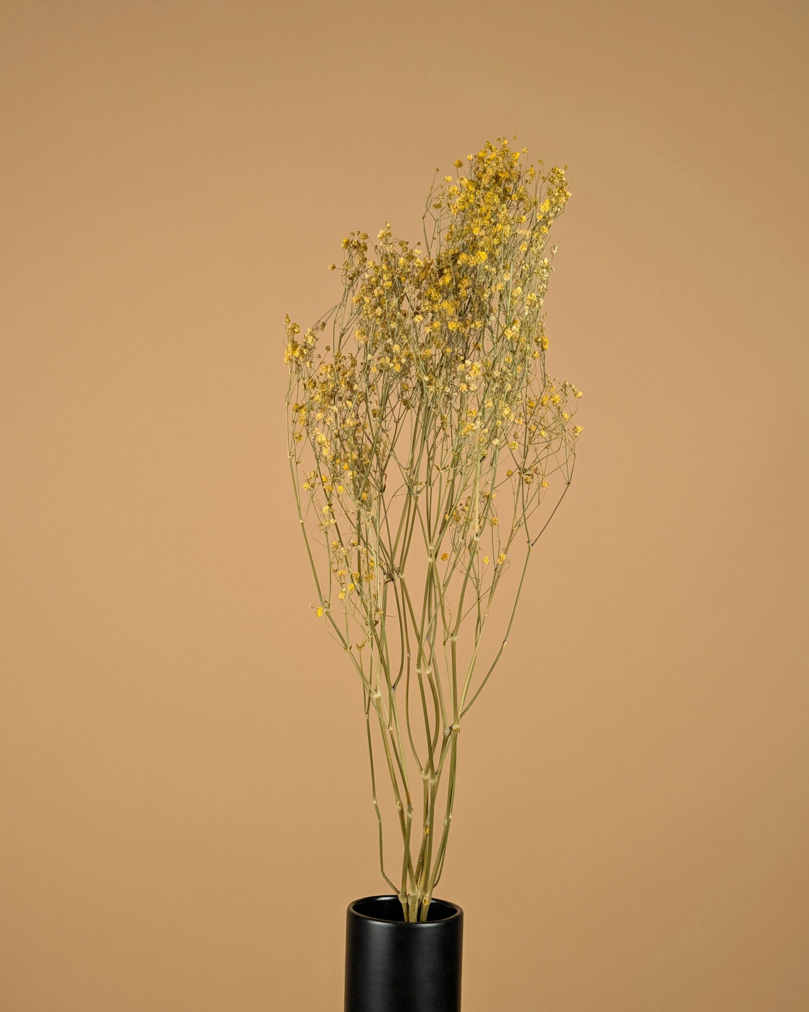 GIPSPRAID (Gypsophilia) painted yellow dried