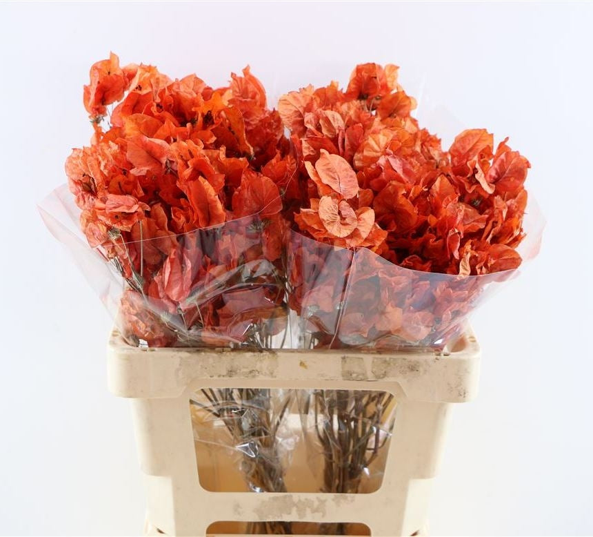 Bougainvillea bleached orange
