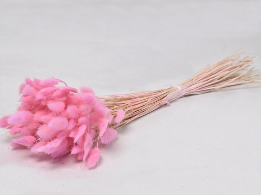 Dried Lagurus Ovatus Light Pink