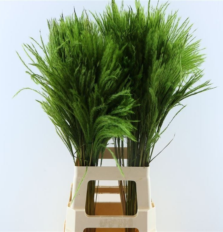 Flauschiger Reed Gras Pluimen Apfelgrün