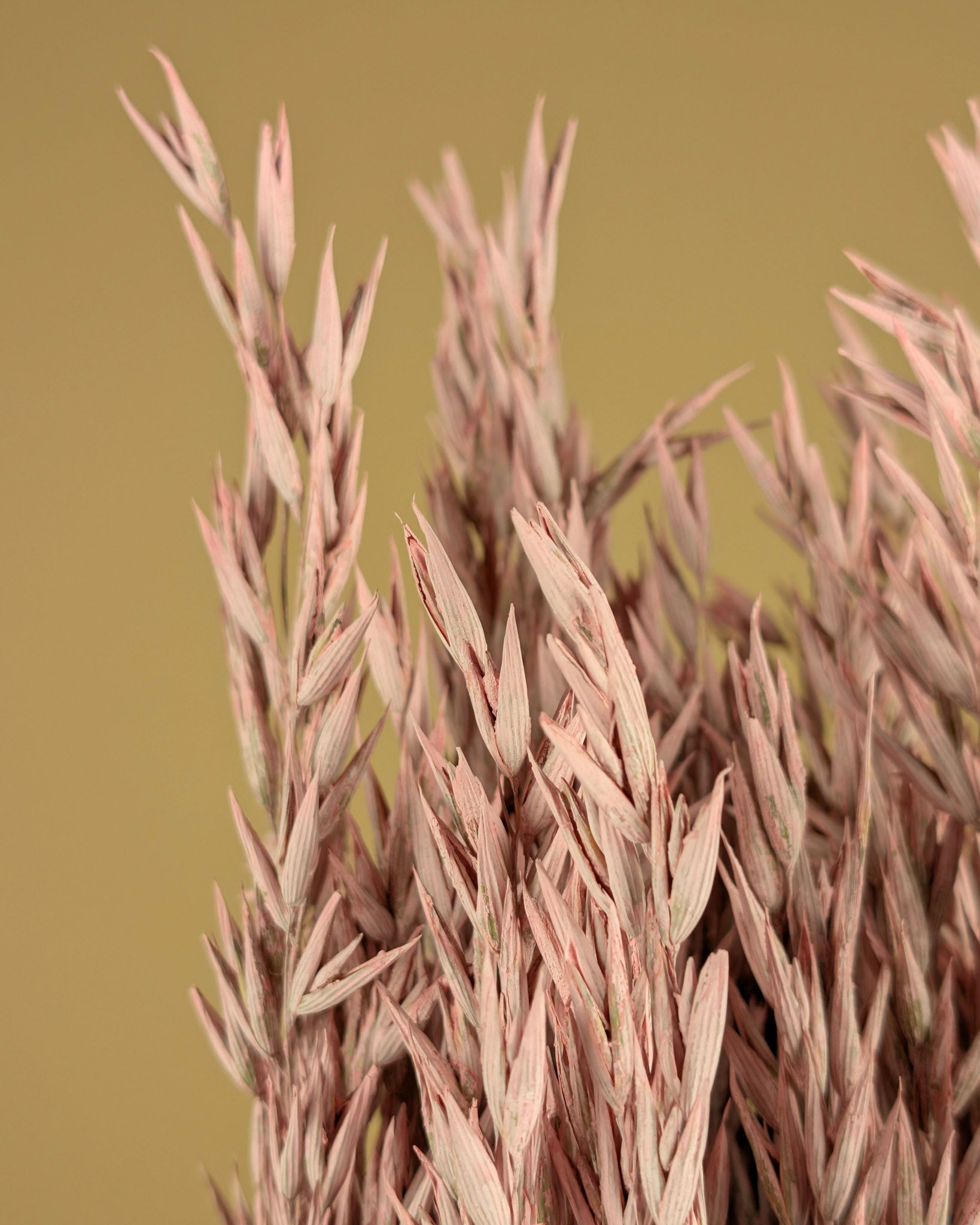Avoine séchée (avena) coloré rose brumeux