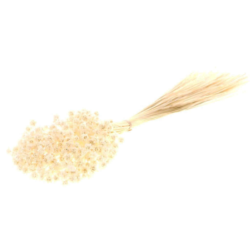 Hill Flower dried white bleached