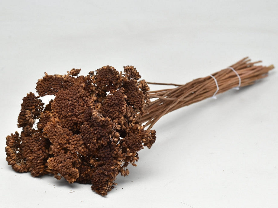 Dried Achillea brown painted
