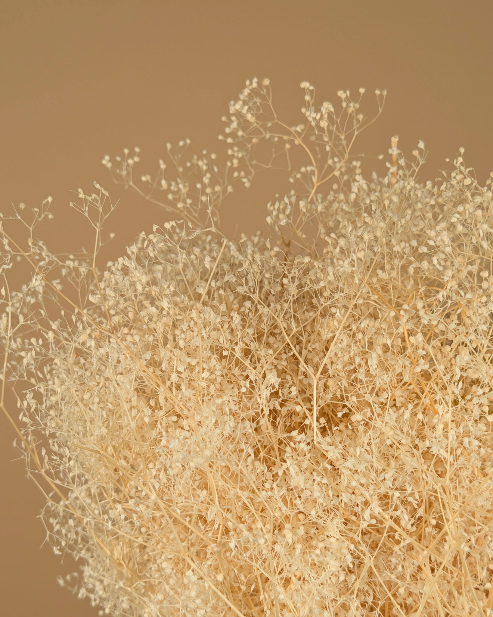 Mini -Gypsophila getrocknet (Gypsum)