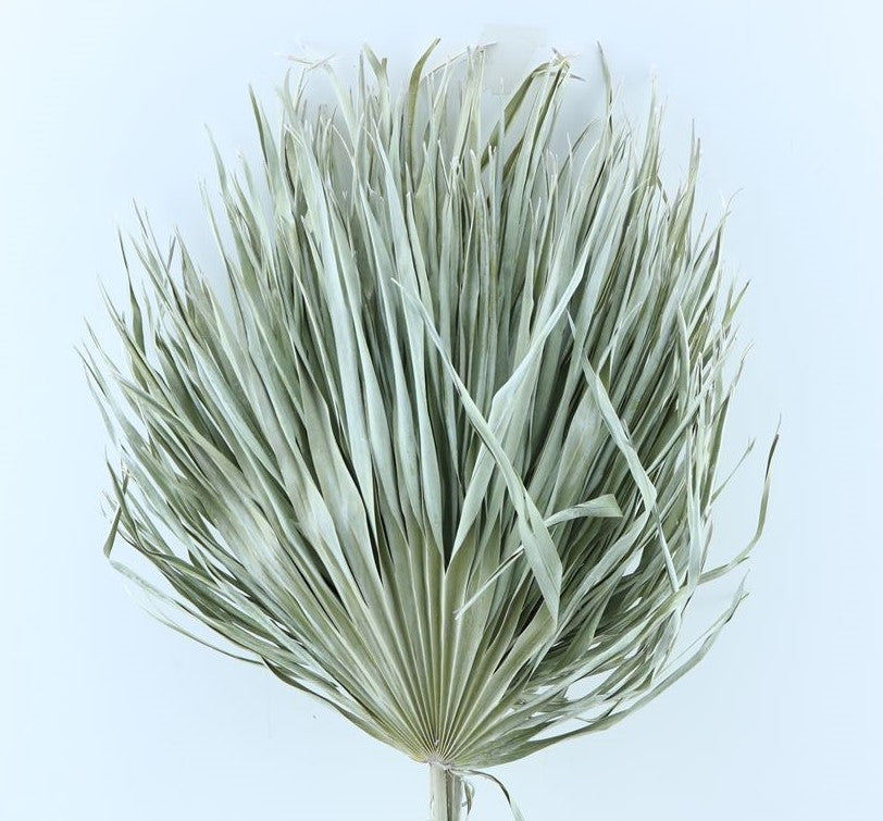 Chamaerops Leaves Large Light White Dried