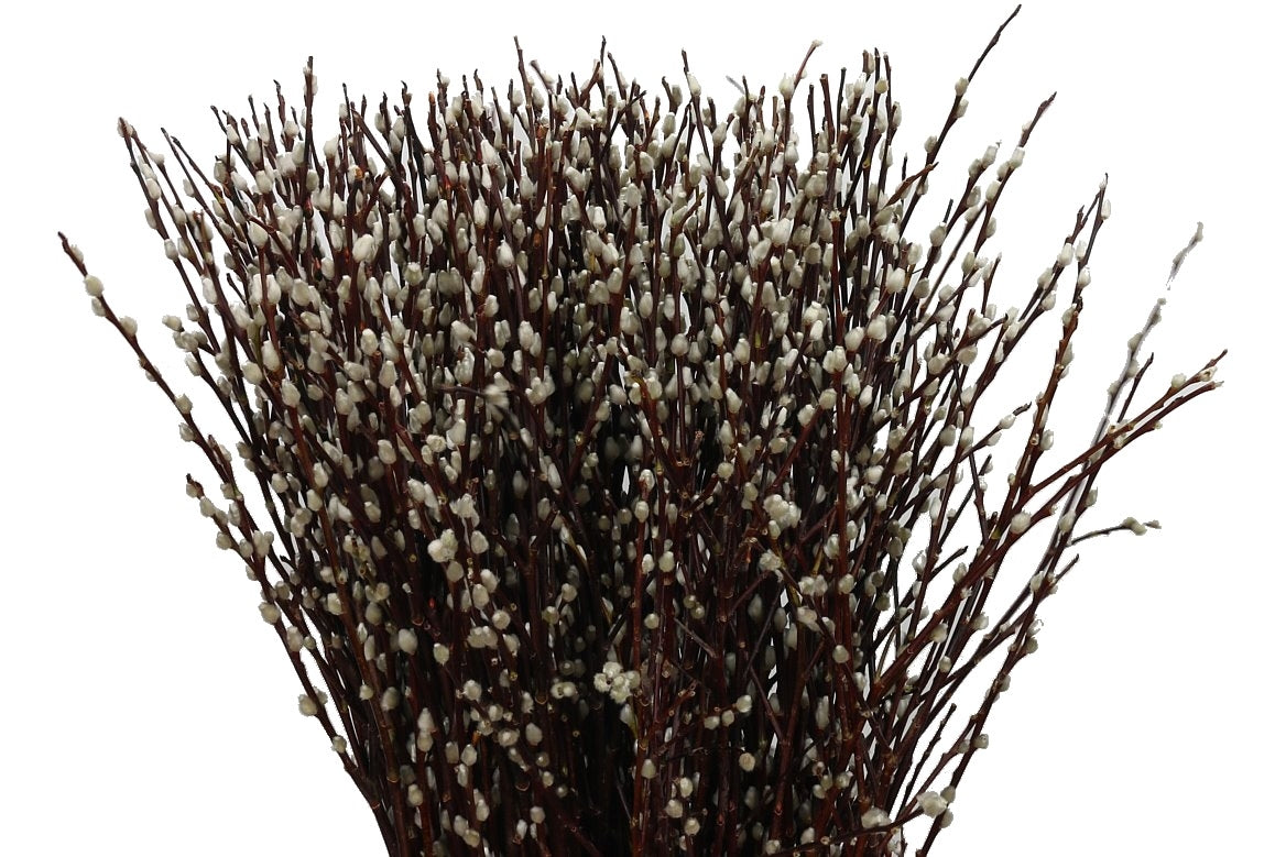 Katzenzweige (Salix) pro 20 Zweige
