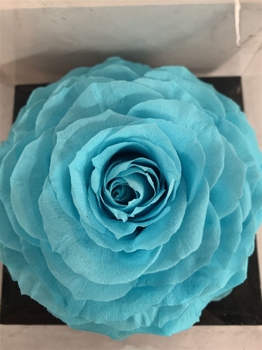 Erhaltte Aquarell Rose in einer Geschenkbox
