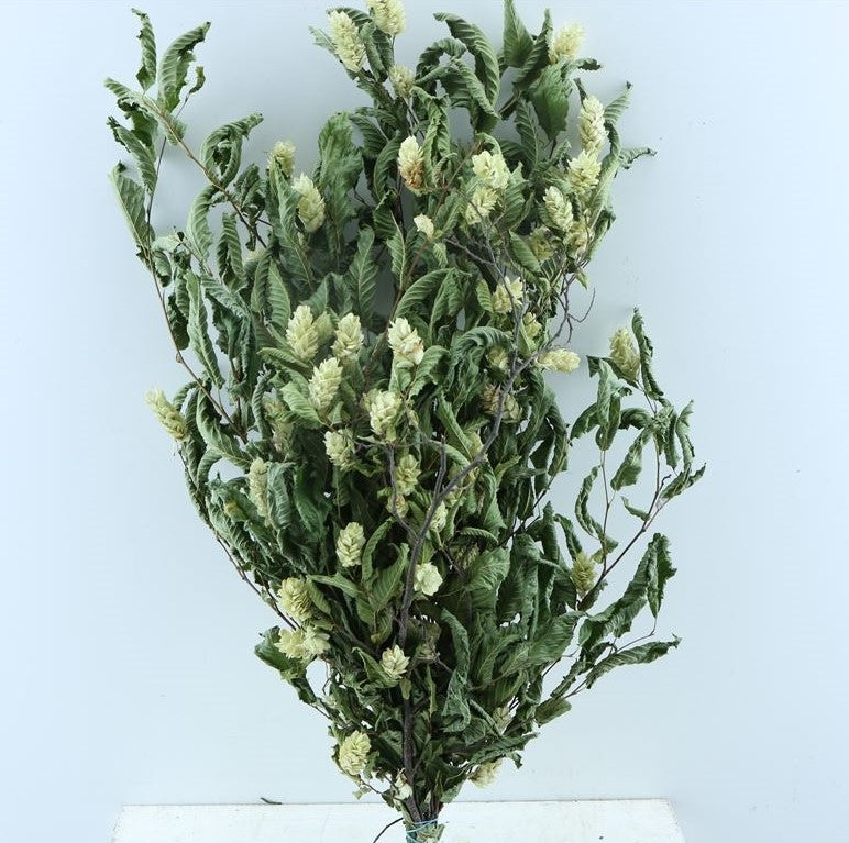 Sèche de carpin séché