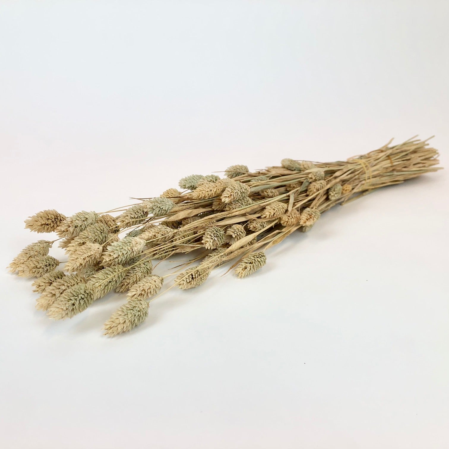 Sémi des phalararis semi-ballot (Kanariegras)