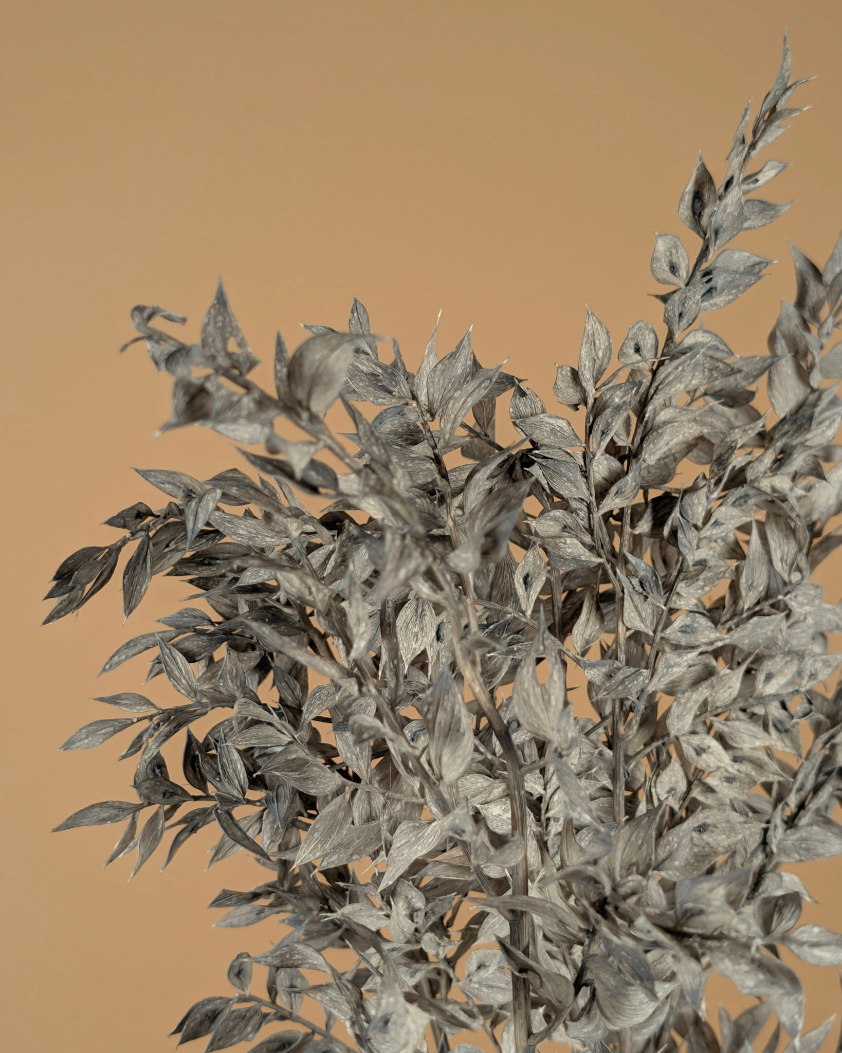 Ruscus Mint Gray preserved