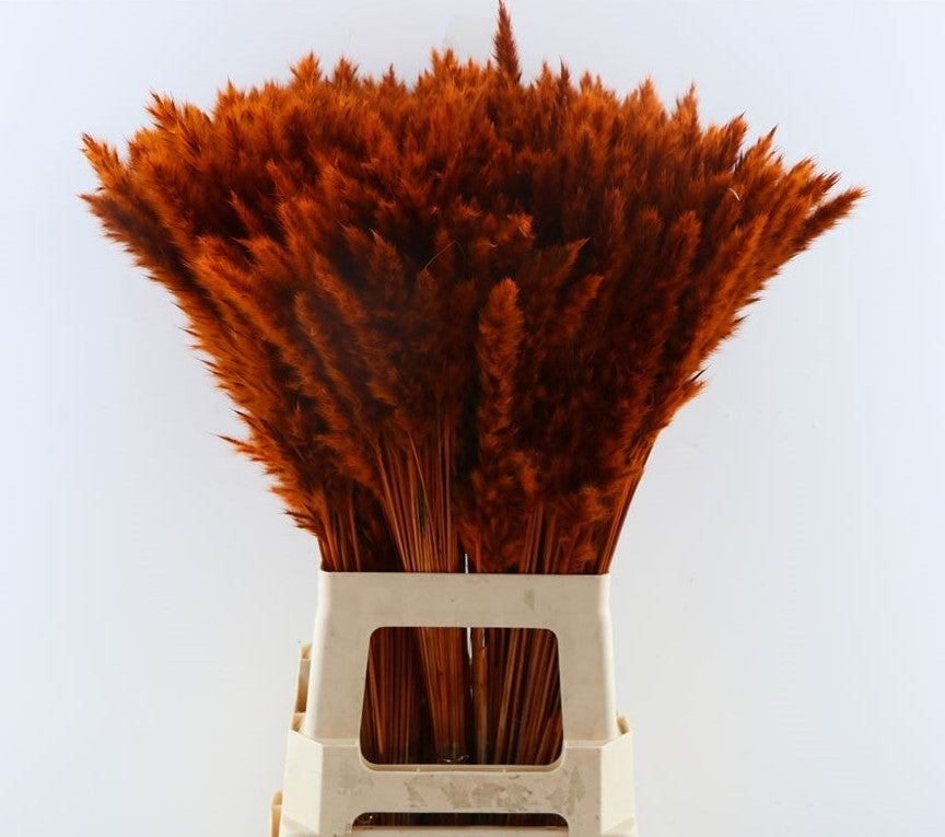 Flauschige Pampas (Miscanthus) Pluim Oranje