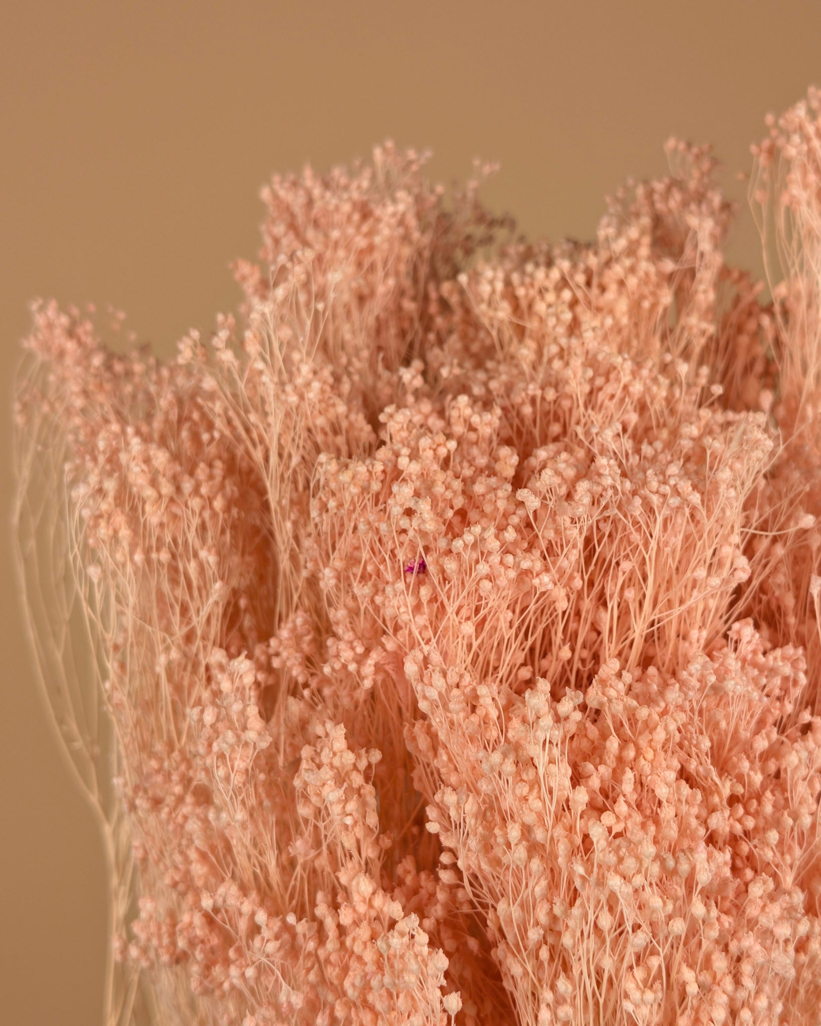 Mini gypsophila light pink preserved (gypsum)