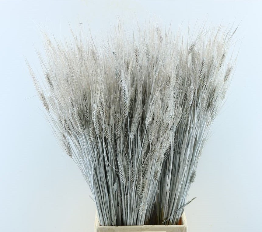 Triticale séchée blanche givrée