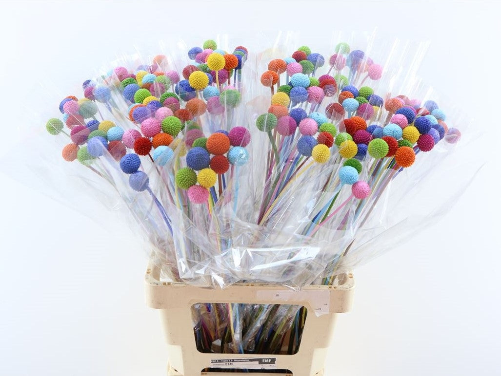 20 Craspedia bolletjes Rainbow mix