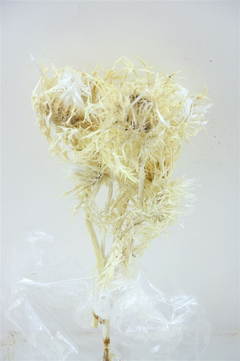 Silber Distel weich gebleicht